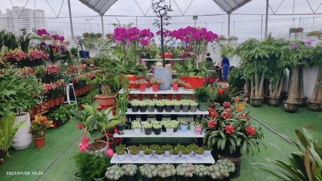 三亚旅游文化发展集团有限公司 三亚旅游文化发展集团有限公司