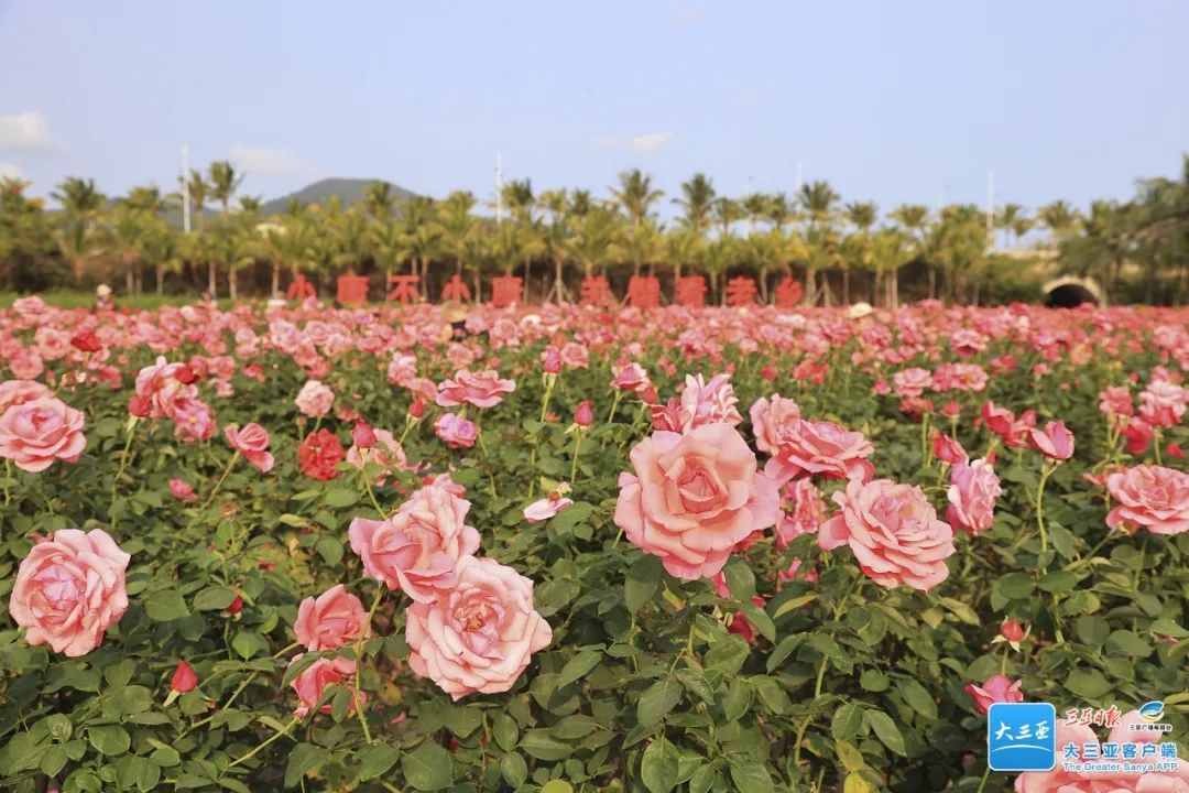 三亚旅游文化发展集团有限公司 三亚旅游文化发展集团有限公司