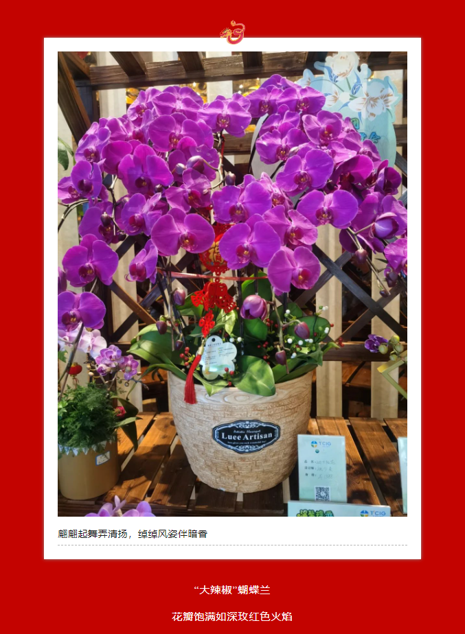 三亚旅游文化发展集团有限公司