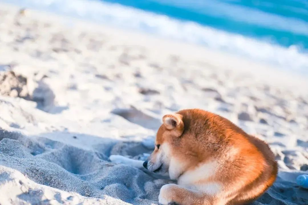 三亚旅游文化发展集团有限公司 三亚旅游文化发展集团有限公司