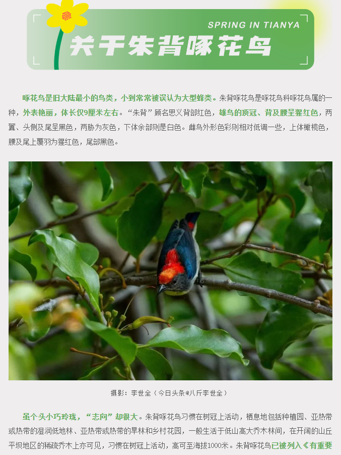 三亚旅游文化发展集团有限公司