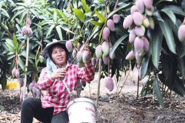 三亚牵手京东献爱心 助农5天卖出220吨芒果