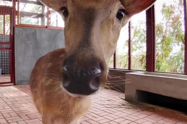 鹿回头风景区征集令｜为逐鹿亭“一家三口”征名