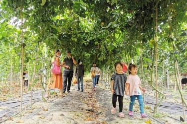 三亚举行“春意盎然•瓜果飘香”乡村旅游采摘节活动