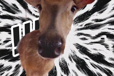 鹿回头“吉祥三宝”征名大赛邀您投票！