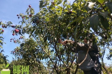 海口举行首届火山荔枝采摘节，个大饱满、汁甜味美等你来“尝