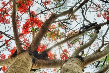 所有的爱和生命，只为点燃一个夏恋