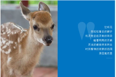 6月13日早8：00，鹿回头“逐鹿亭”迎来新成员