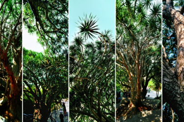 大小洞天龙血树古树群入选全国100个最美古树群！